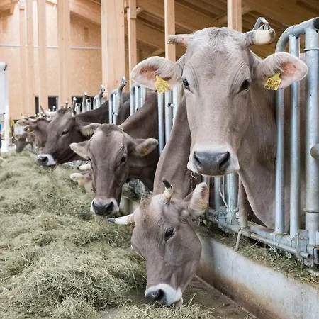 Bioferien- Und Pferdehof Scholl *